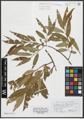 Foto von Salix russelliana Sm.